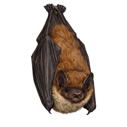 Big Brown Bat, a uncommon bird in Roost