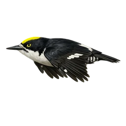 Black-backed Woodpecker, in flight