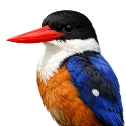 Black-capped Kingfisher, profile