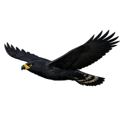 Black Eagle, in flight