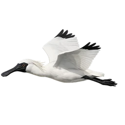 Black-faced Spoonbill, in flight