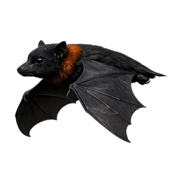 Black Flying Fox, in flight