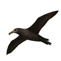Black-footed Albatross, in flight