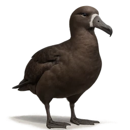 Black-footed Albatross, a uncommon bird in Roost