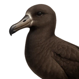 Black-footed Albatross, profile