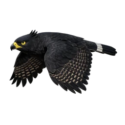 Black Hawk-Eagle, in flight