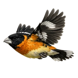 Black-headed Grosbeak, in flight