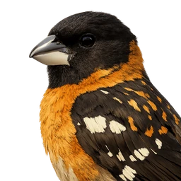 Black-headed Grosbeak, profile