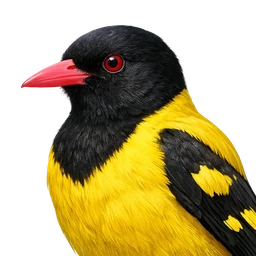 Black-hooded Oriole, profile