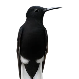 Black Jacobin, profile