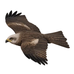 Black Kite, in flight