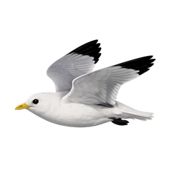 Black-legged Kittiwake, in flight
