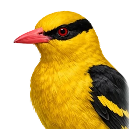 Black-naped Oriole, profile