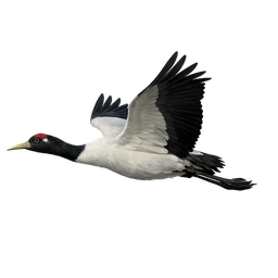 Black-necked Crane, in flight