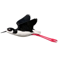Black-necked Stilt, in flight