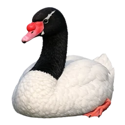 Black-necked Swan, profile