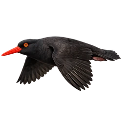 Black Oystercatcher, in flight