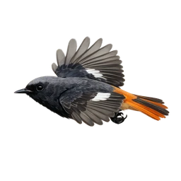 Black Redstart, in flight