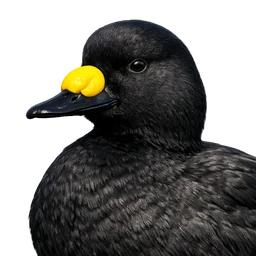 Black Scoter, profile