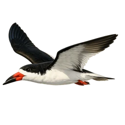 Black Skimmer, in flight