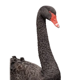 Black Swan, profile