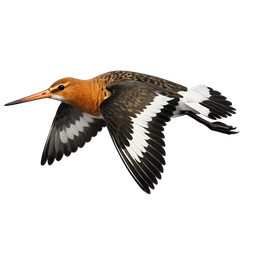 Black-tailed Godwit, in flight