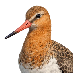 Black-tailed Godwit, profile