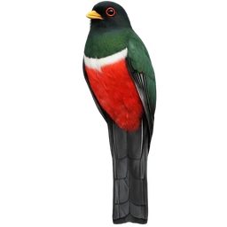 Black-tailed Trogon, profile