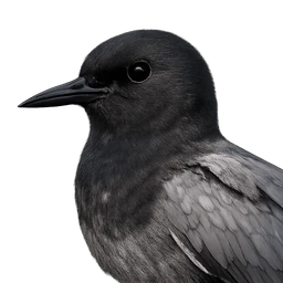 Black Tern, profile