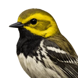 Black-throated Green Warbler, profile