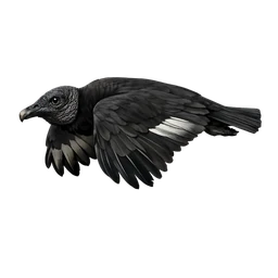 Black Vulture, in flight