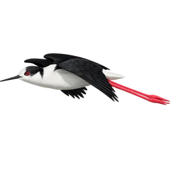 Black-winged Stilt, in flight