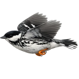 Blackpoll Warbler, in flight
