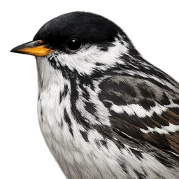 Blackpoll Warbler, profile