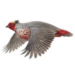 Blood Pheasant, in flight