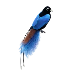Blue Bird-of-paradise, a mythic bird in Roost