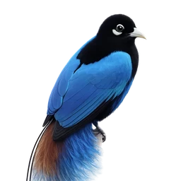Blue Bird-of-paradise, profile
