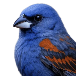 Blue Grosbeak, profile
