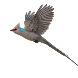Blue-naped Mousebird, in flight