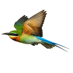 Blue-tailed Bee-eater, in flight