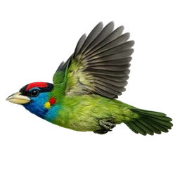Blue-throated Barbet, in flight