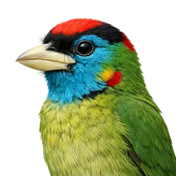 Blue-throated Barbet, profile