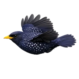Blue Whistling Thrush, in flight