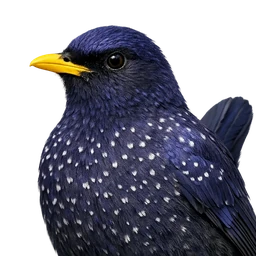 Blue Whistling Thrush, profile