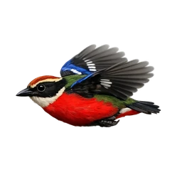 Blue-winged Pitta, in flight