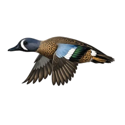 Blue-winged Teal, in flight