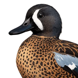 Blue-winged Teal, profile