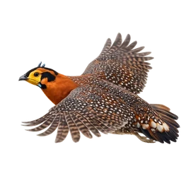 Blyth’s Tragopan, in flight