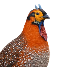 Blyth’s Tragopan, profile
