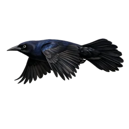 Boat-tailed Grackle, in flight